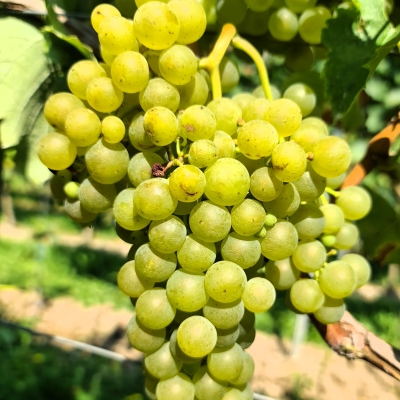 Felicia 20250812 112046